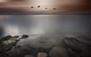Картинка природа побережье птицы море ночь пейзаж