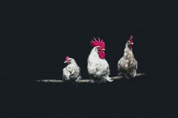Картинка животные куры +петухи белый петух и две курицы на жердочке
