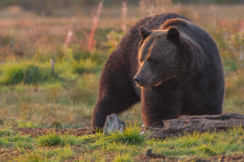 Картинка животные медведи топтыгин зверь медведь