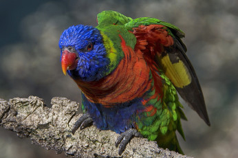 Картинка животные попугаи птичка