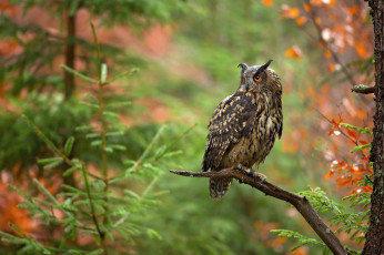 Картинка животные совы ветка птица сова ветки лес деревья осень