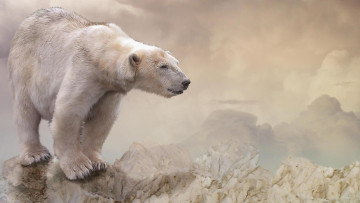 Картинка животные медведи медведь фон