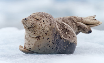 Картинка животные тюлени +морские+львы +морские+котики снег нерпа лед