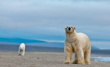 Картинка животные медведи остров врангеля полярные белые
