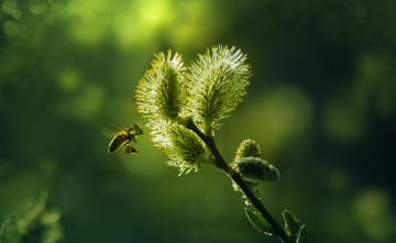 Картинка животные пчелы +осы +шмели пчела ветка