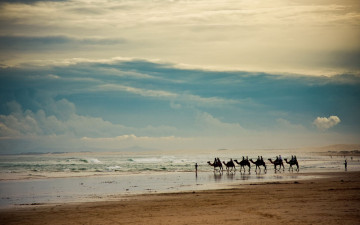 обоя животные, верблюды, тучи, песок, море, берег, караван