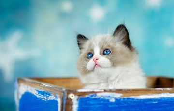 Картинка животные коты котенок взгляд кошка пушистый голубой коробка фон торчит голубоглазый милашка мордашка ящик