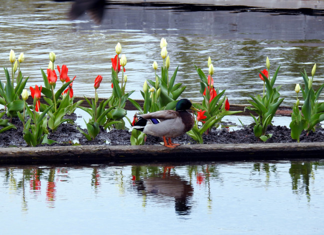Обои картинки фото животные, утки, вода, тюльпаны, птица