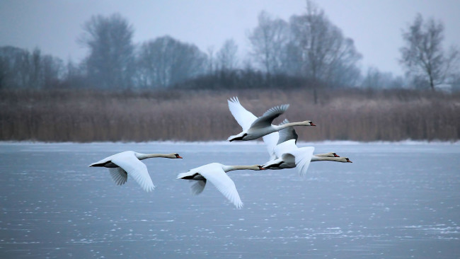 Обои картинки фото животные, лебеди, зима, летят, белые, озеро