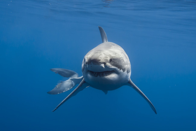 Обои картинки фото животные, акулы, акула