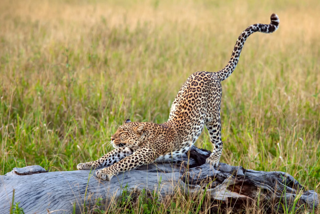 Обои картинки фото животные, леопарды, африка, леопард, трава, большая, кошка, потягивается