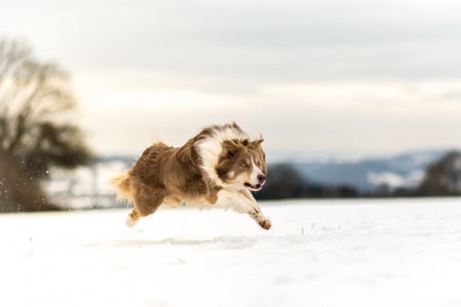 Обои картинки фото животные, собаки, снег, зима, бег, собака