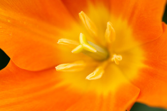 обоя цветы, тюльпаны, оранжевый