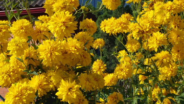 Картинка цветы рудбекия желтые