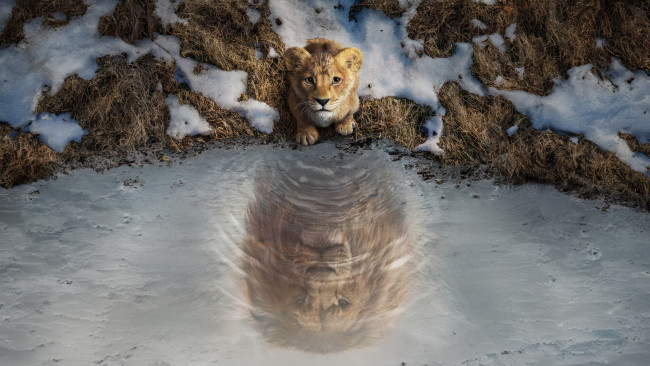 Обои картинки фото mufasa,  the lion king, кино фильмы, the, lion, king