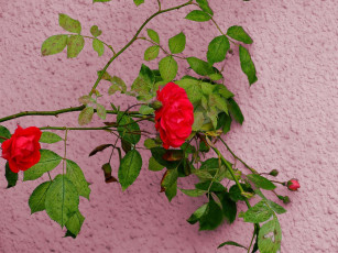 Картинка r& 243 380 цветы розы
