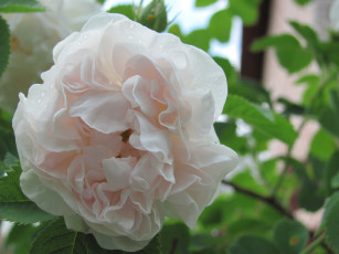 Картинка цветы розы кремовый цветок