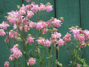 Картинка водосбор цветы аквилегия длинные стебли розовые цветки-колокольчики