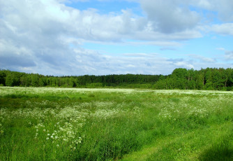 Картинка природа луга трава лес зеленый