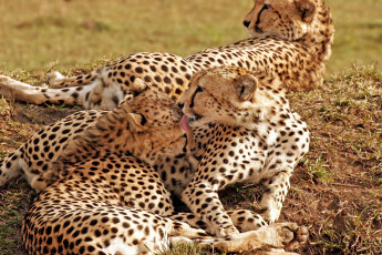 Картинка животные гепарды пятнистый семья чувства