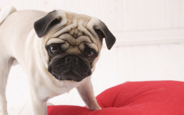 Картинка животные собаки красная подушка обиженный взгляд
