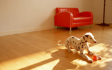 Картинка животные собаки оранжевый мяч далматинец