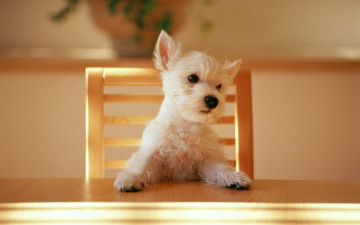 Картинка животные собаки ожидание во взгляде сидит за стоом