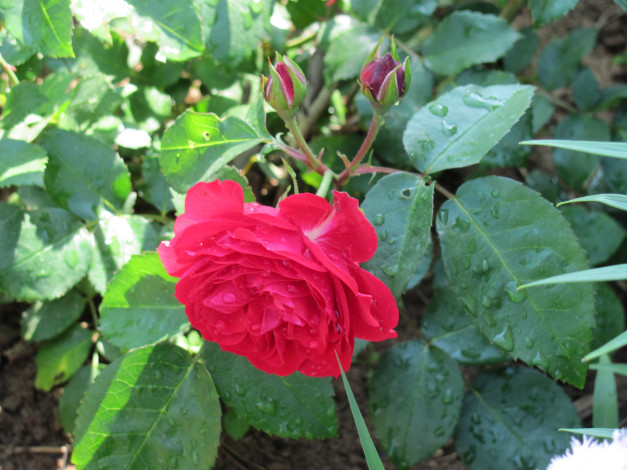 Обои картинки фото цветы, розы, дождевые, капли, два, бутона, красный, цветок