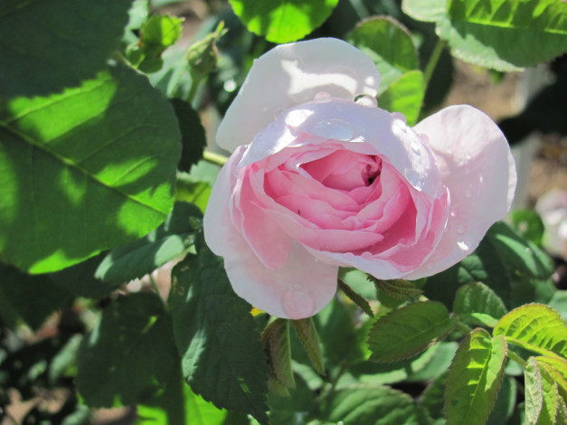 Обои картинки фото цветы, розы, капли, дождя, розовая, сердцевинка