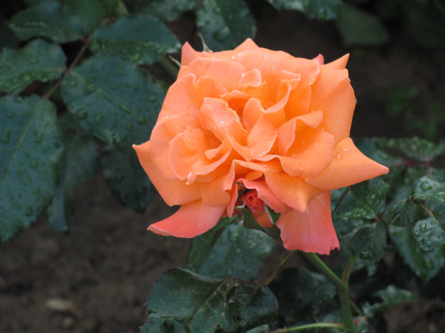 Обои картинки фото цветы, розы, роза, персикового, цвета