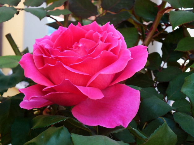 Обои картинки фото цветы, розы, розовый, яркий, большой
