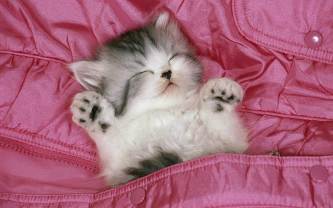Обои картинки фото 469412, животные, коты, лапки, вверх, розовый, конверт, спящий