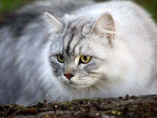 Картинка животные коты взгляд серый
