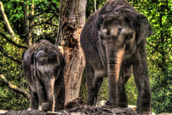Картинка животные слоны мама малыш хобот