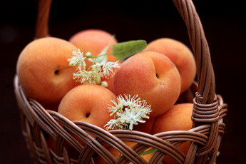 обоя еда, персики, сливы, абрикосы, корзинка, липа