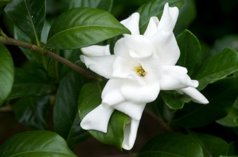 Картинка цветы гардения белый лепестки ветка