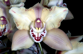 Картинка цветы орхидеи экзлтика бежевый