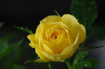 Картинка цветы розы лепестки желтый капли