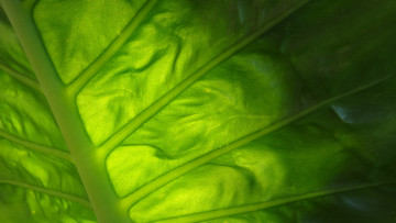Картинка природа макро зеленый