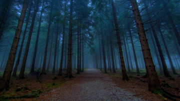 Картинка the path природа дороги лес сумерки стволы дорожка