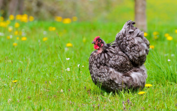 Картинка животные куры петухи трава курица