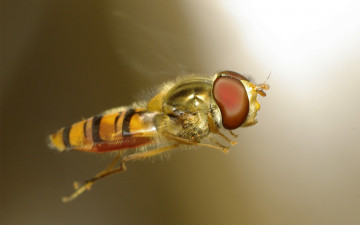 Картинка животные пчелы осы шмели глаза фасеточные насекомое