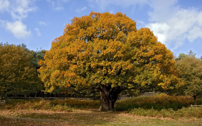 Обои картинки фото природа, деревья, дерево, листва, осень