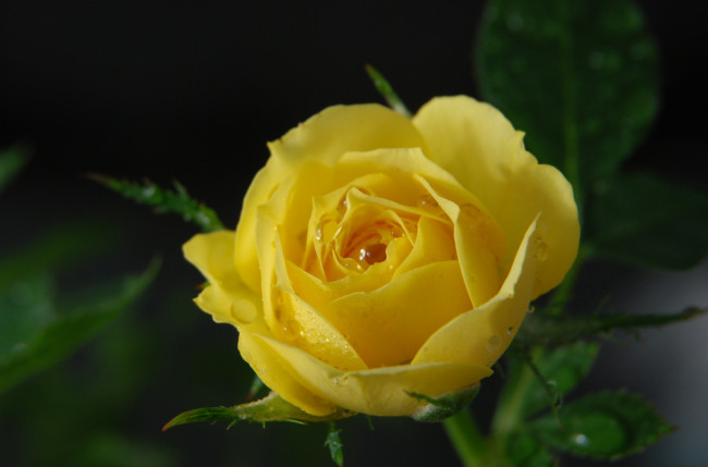 Обои картинки фото цветы, розы, лепестки, желтый, капли
