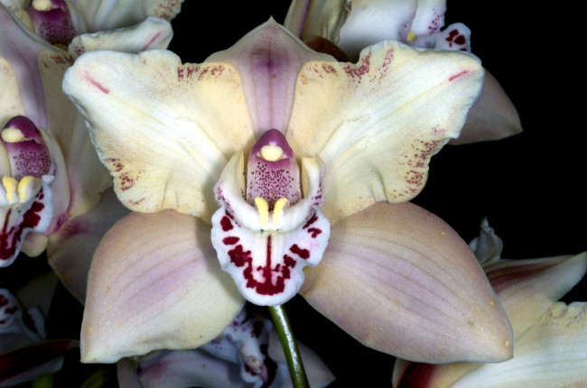 Обои картинки фото цветы, орхидеи, экзлтика, бежевый