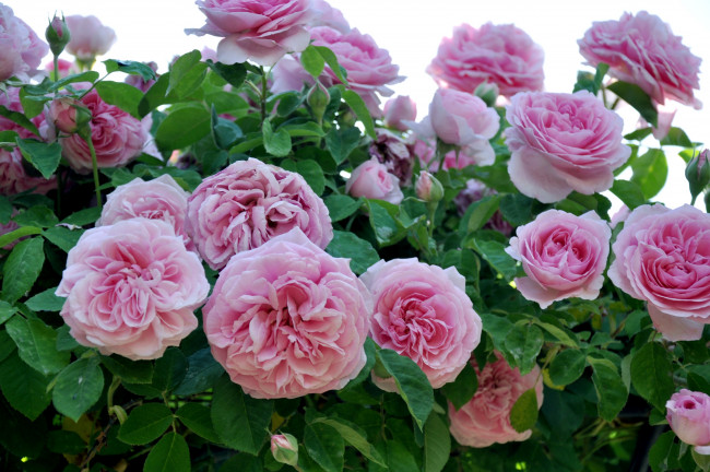 Обои картинки фото цветы, розы, много, розовый