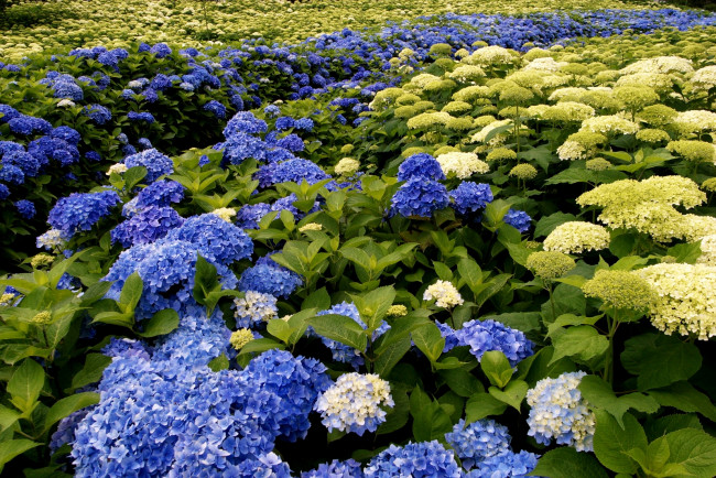 Обои картинки фото цветы, гортензия, синий, белый