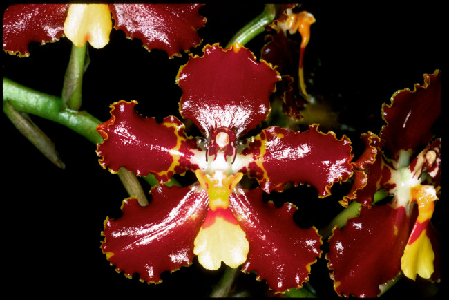 Обои картинки фото цветы, орхидеи, красный, блеск, глянцевый