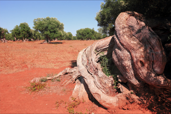 Обои картинки фото salento, rosso, природа, другое, стволы, корни, красная, деревья, почва