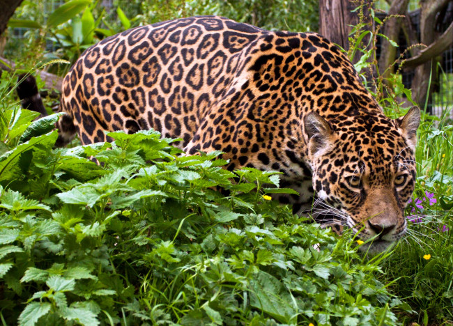 Обои картинки фото животные, Ягуары, зелень, хищник, пятна